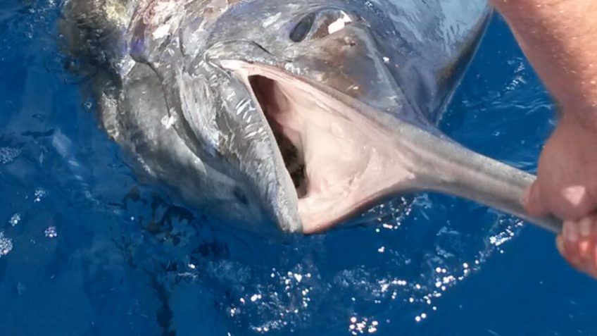 Pesca Deportiva en Fuerteventura - Sport Fishing in Fuerteventura
